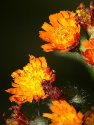 bloemetje